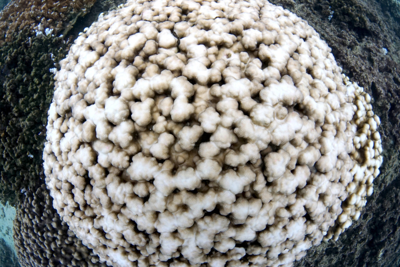 Illustration for article titled This is What a Mass Die-off of Earth's Coral Reefs Looks Like
